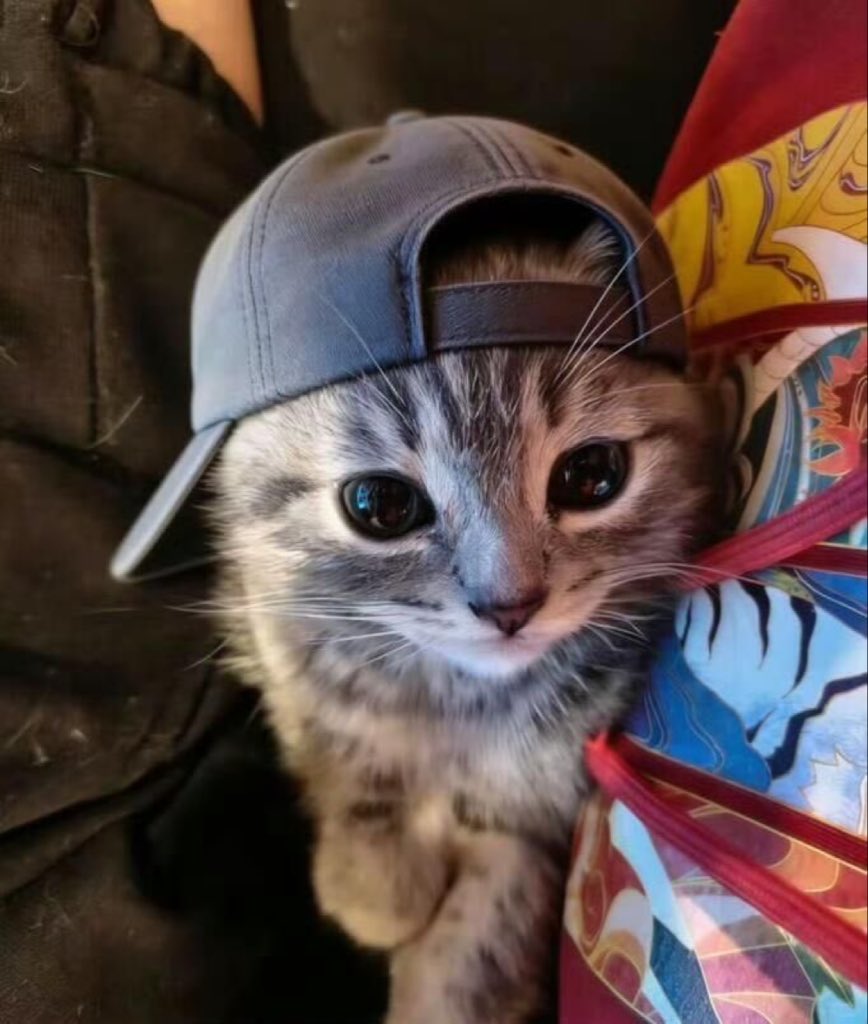 cutest cats tweet media