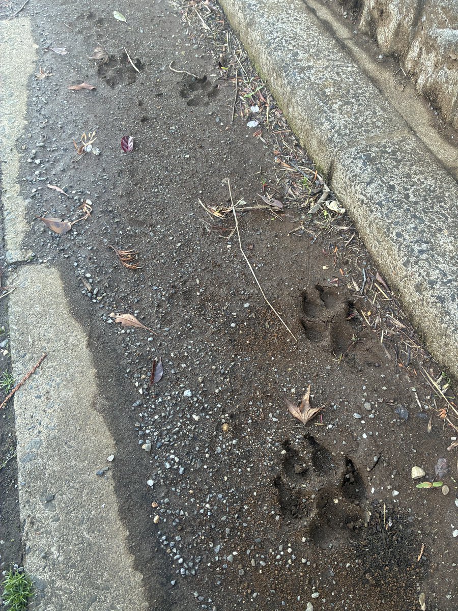 巨大犬(きょだいぬ)の痕跡！