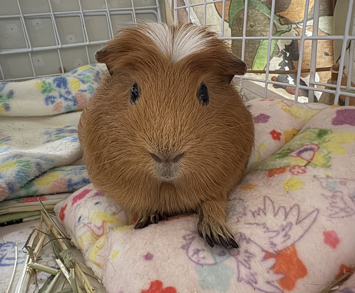 ぴっちゃんまま︎ tweet media