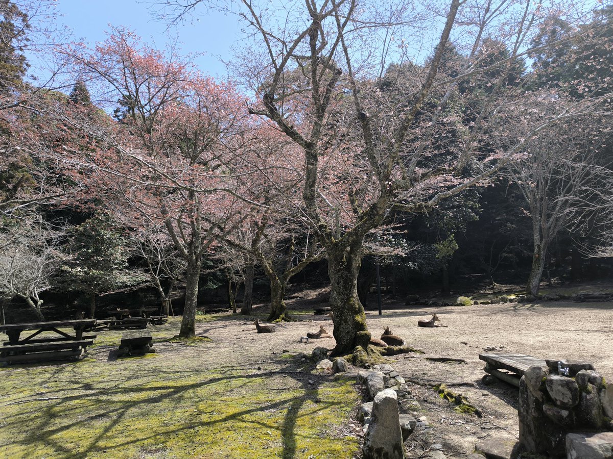 tagyou1010's tweet photo. 宮島 https://t.co/KT6hVw3HFR