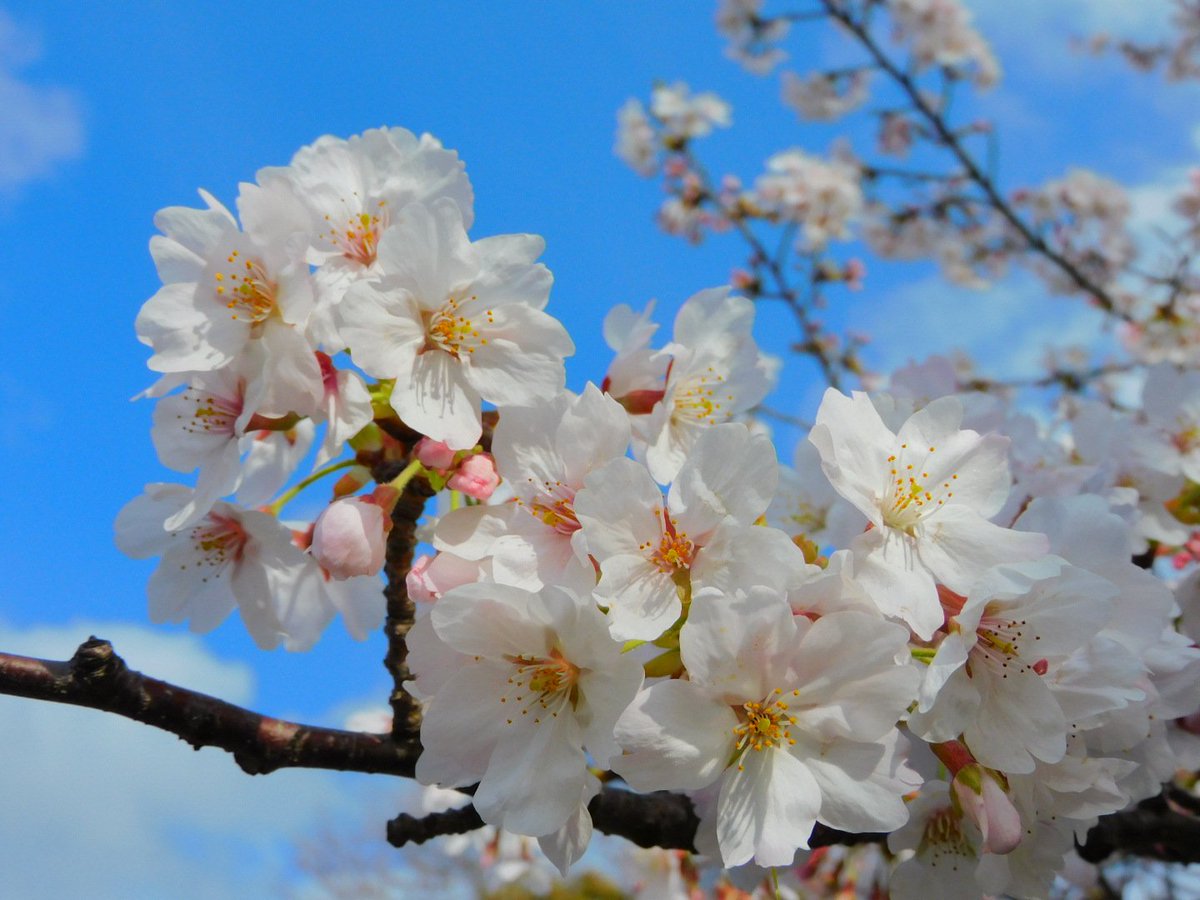 ちょこみんと☘️ tweet media