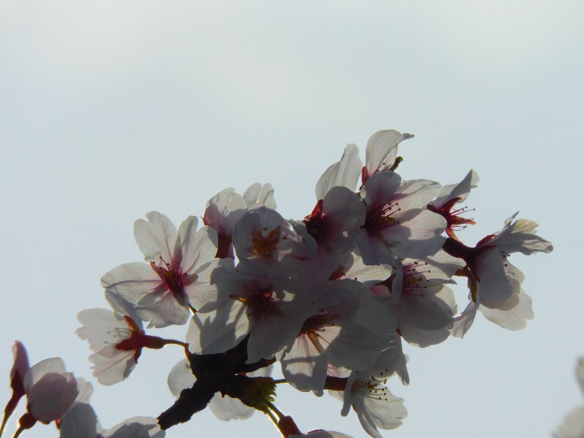 ちょこみんと☘️ tweet media