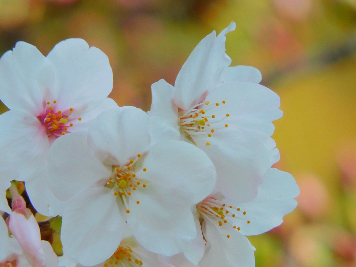 ちょこみんと☘️ tweet media