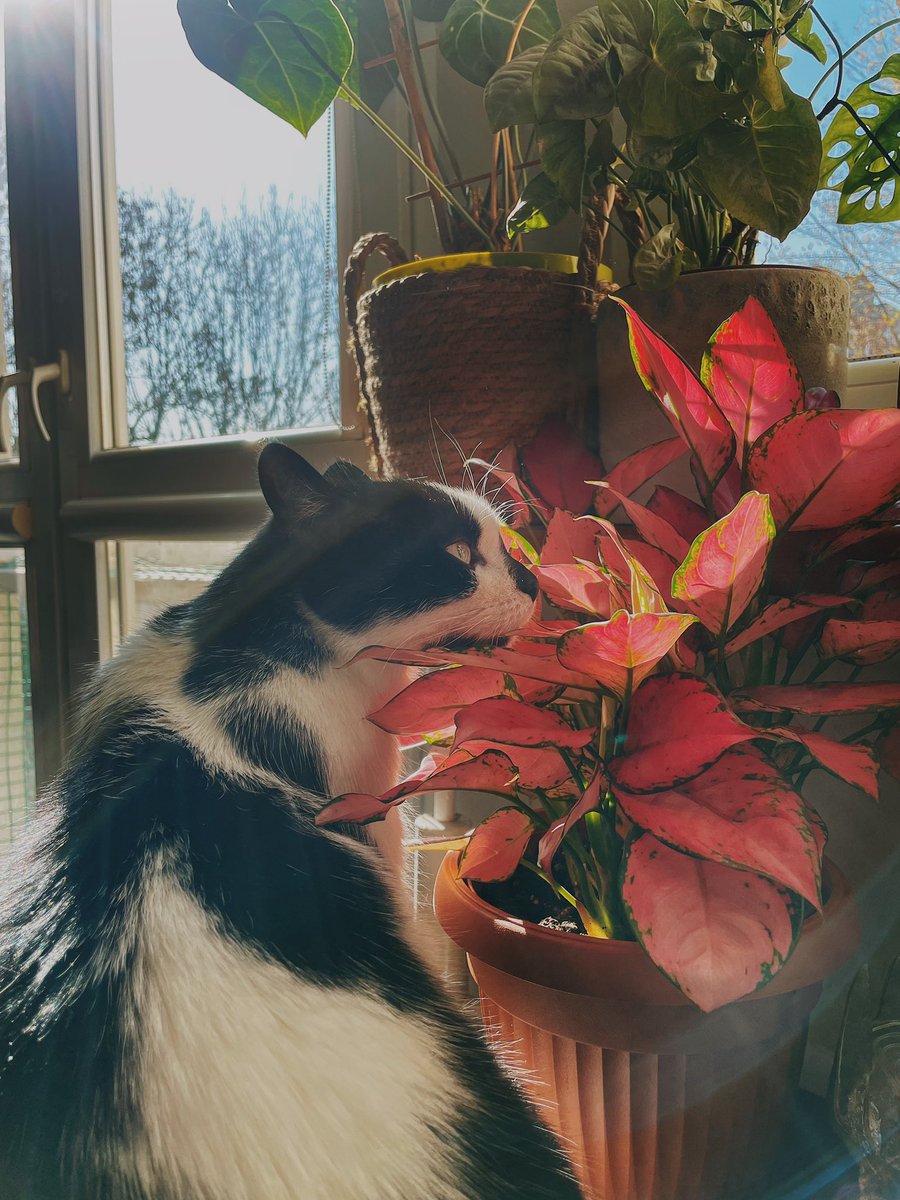 Klau ✨ tweet media