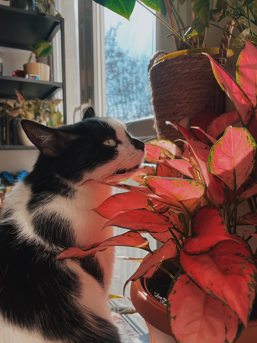 Klau ✨ tweet media