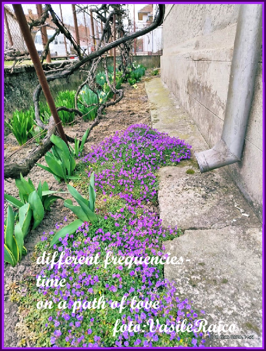 haiga/v11

frecvențe diferite-
timpul
pe un făgaș de iubire