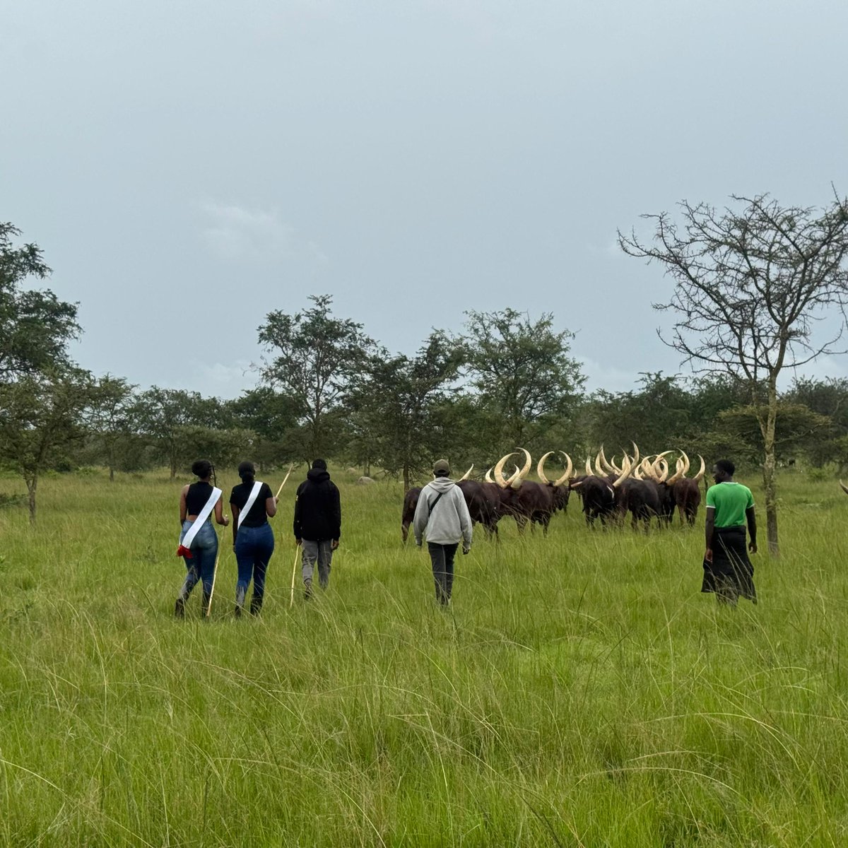 Albert K tweet media