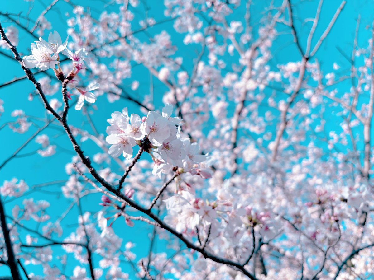 普通に修羅場中なのですがお花見に行くタイミングを逃していたのでお天気が良いうちに行ってきました!!🌸🌸🌸
妖夢ちゃん、桜だよ 
桜、妖夢ちゃんだよ… 