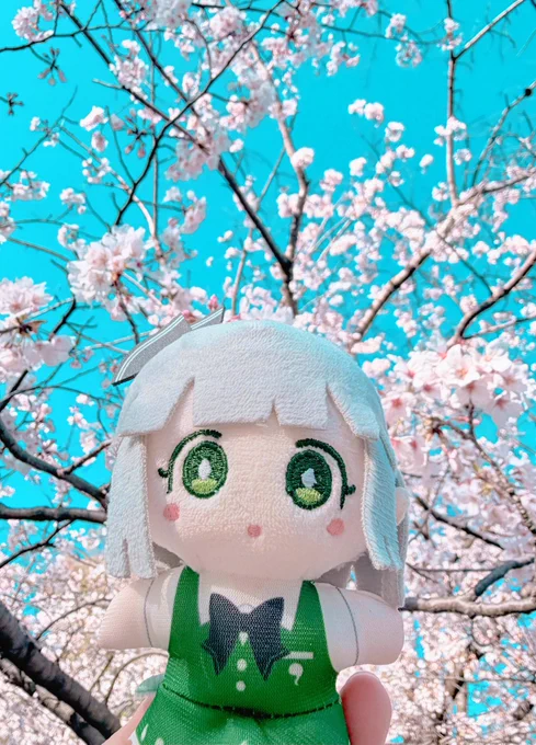 普通に修羅場中なのですがお花見に行くタイミングを逃していたのでお天気が良いうちに行ってきました!! 妖夢ちゃん、桜だよ 桜、妖夢ちゃんだよ…