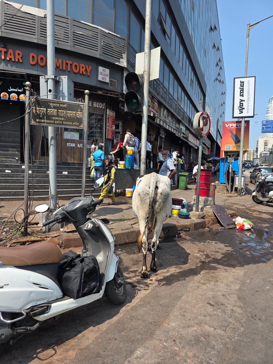 Reporting Animal cruelty.

Cow tied to a electric poll under direct sunlight in this Mumbai heat, no shade.

Below Nathani Heights, Mumbai Central.

<a href="/MTPHereToHelp/">Mumbai Traffic Police</a> <a href="/MumbaiPolice/">मुंबई पोलीस Mumbai Police</a> <a href="/CPMumbaiPolice/">Commissioner of Police, Greater Mumbai</a> @MyBMC @MyBMCWardD <a href="/PetaIndia/">PETA India</a> @PETA <a href="/CMOMaharashtra/">CMO Maharashtra</a> <a href="/Dev_Fadnavis/">Devendra Fadnavis</a> @MIEknathShinde