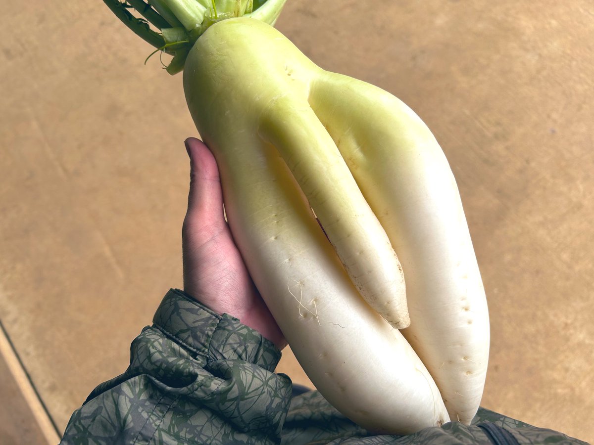 ポケカ大好きミツピコ丸 tweet media