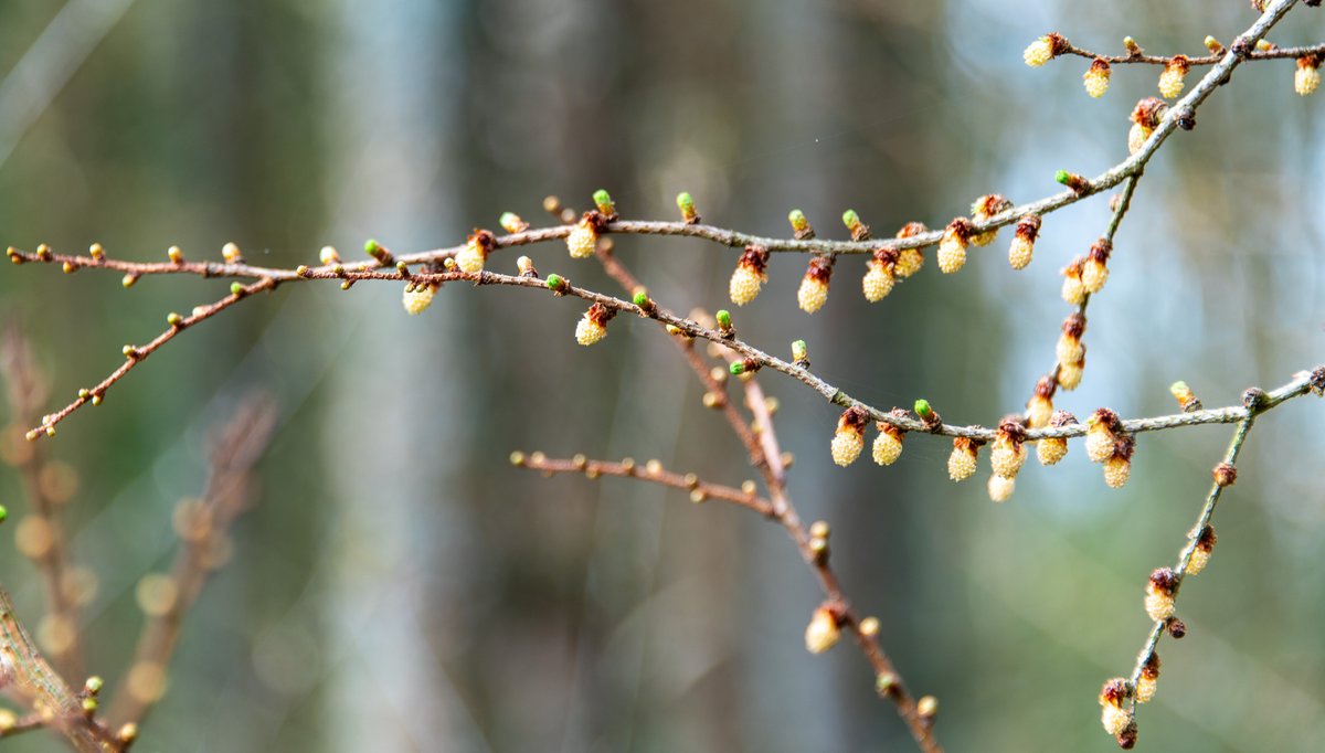 Roger Wellens tweet media