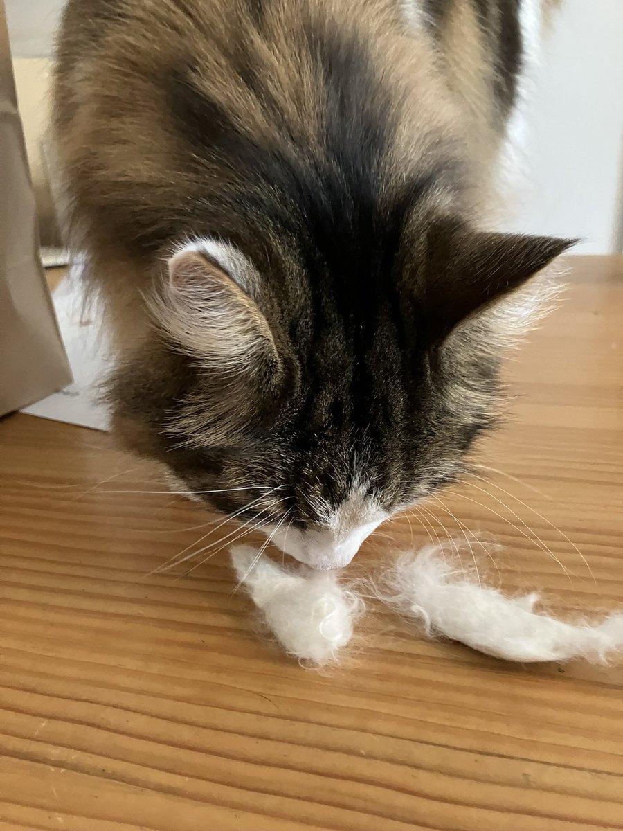 じろともふ猫 tweet media