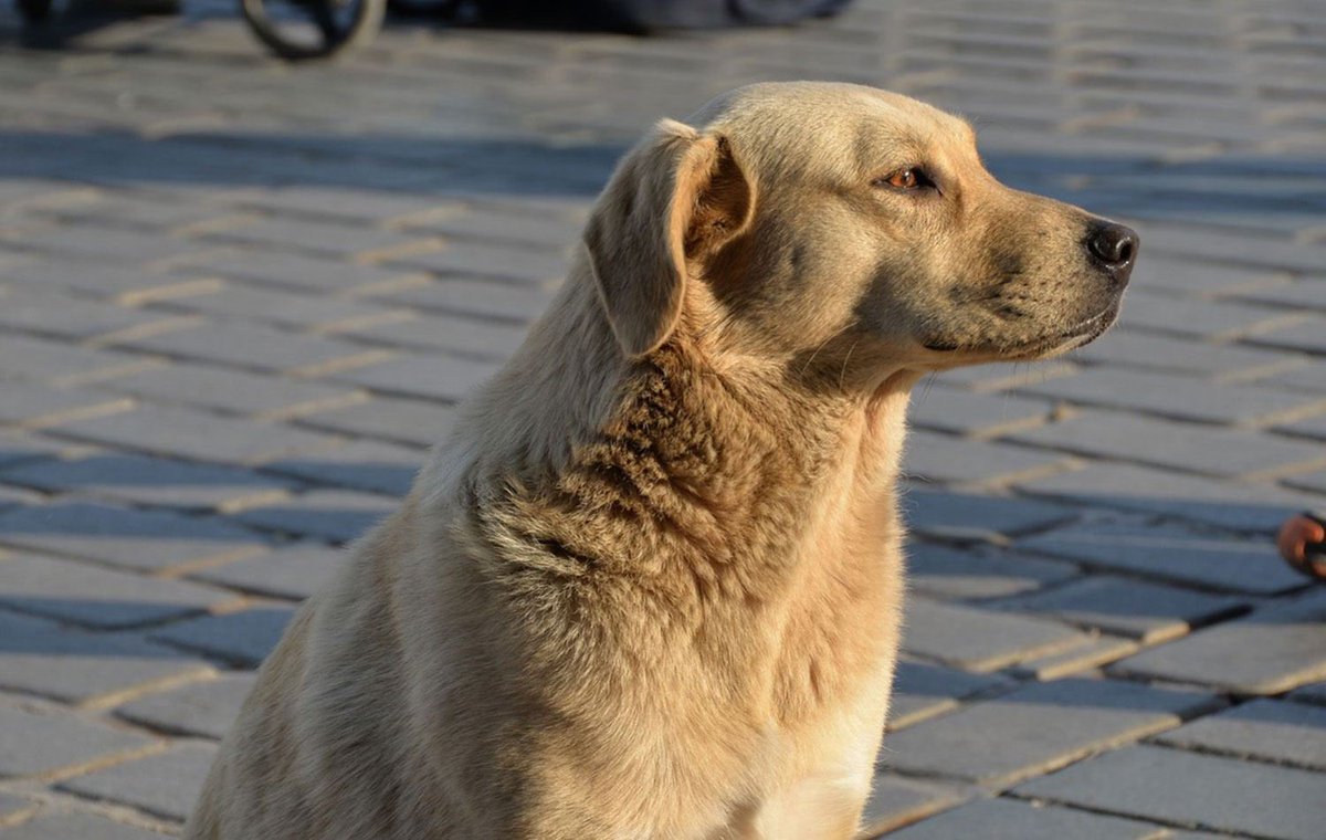 Özet Geç tweet media