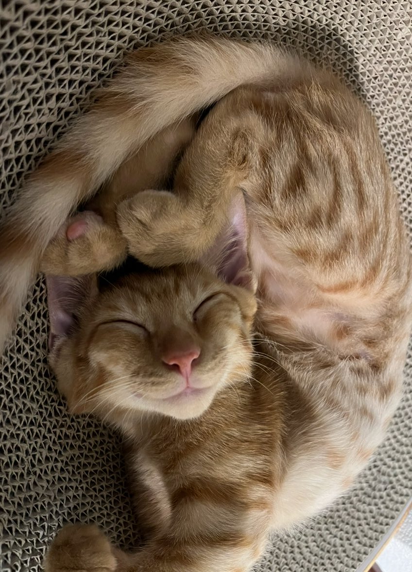 キムチ母‼️ tweet media