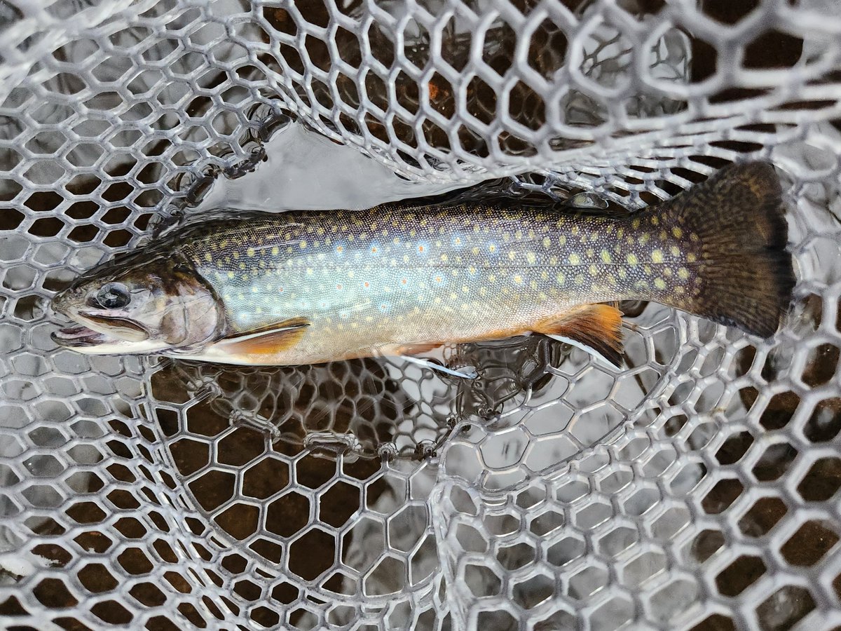 David Webb tweet media