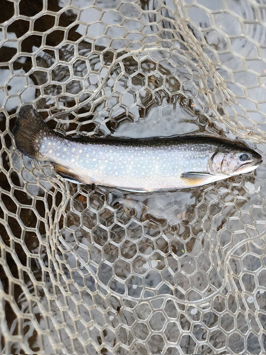 David Webb tweet media