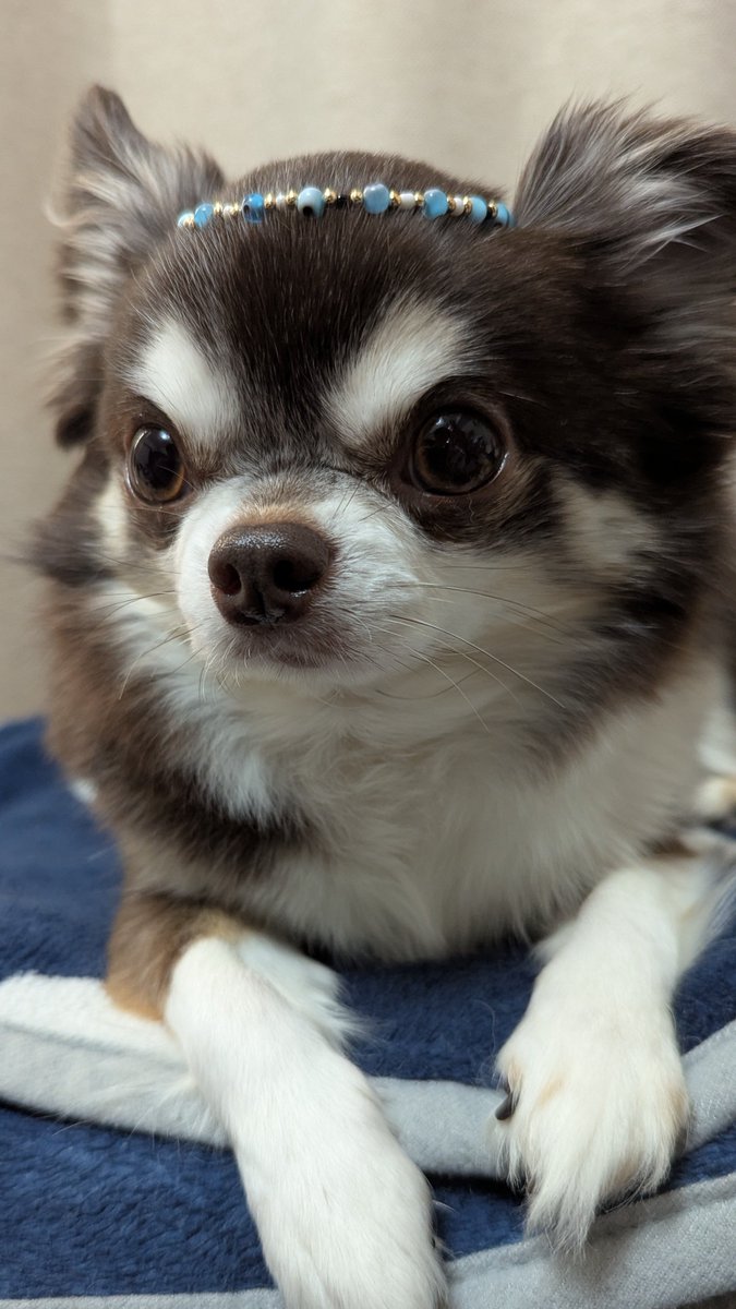 おこめ tweet media