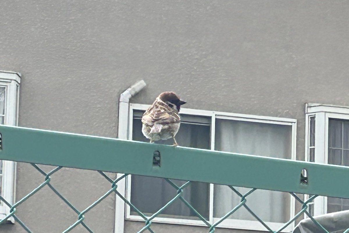 うにかに@夫婦でゲーム実況 tweet media