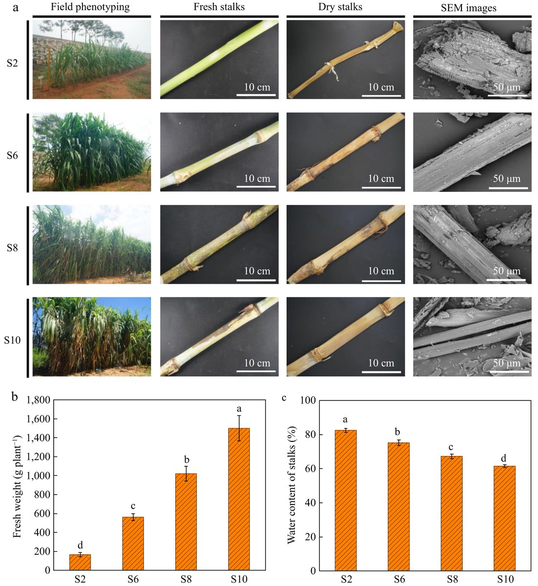 MaximumAcademic's tweet image. #TropicalPlants
New study identifies the optimal raw materials for the production of nanocellulose from elephant grass with stalks harvested during different periods of growth.
@PlantSciRes #rawmaterials #material #lawnfawn
Details: maxapress.com/article/doi/10…