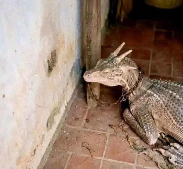 متوفر تنين انتاية
العمر 43 سنه بشاير يعني 20 سنه وينتج معاك 

نارو هبشه تنجض فيها تور 
حراشف مرغوبه في الدمازين و بالجرام كمان
مطلوب مليار قابل للتفاوض 
للراغبين فقط ما جادي ما تتصل و تضيع زمنك وزمنا