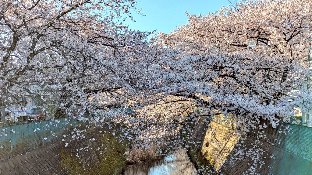 yuuyuunk's tweet photo. 仕事終わりに(^^♪
#桜 #花見 https://t.co/8cl57ZNyAV