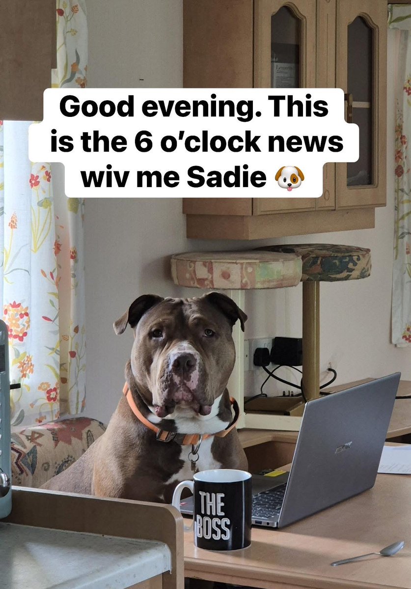 Dogs 4 Rescue tweet media