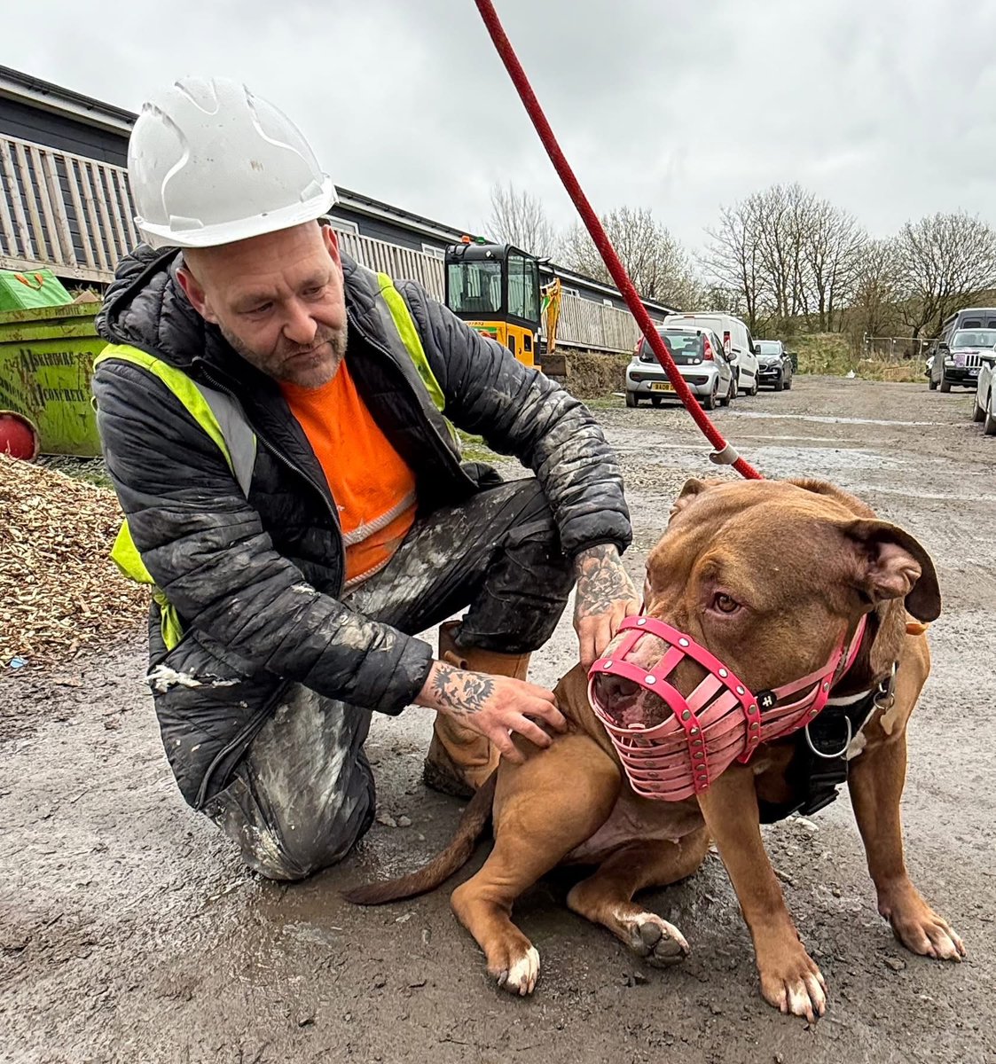 Dogs 4 Rescue tweet media