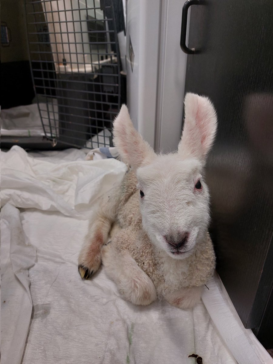 Honza Homolka 🦥 tweet media