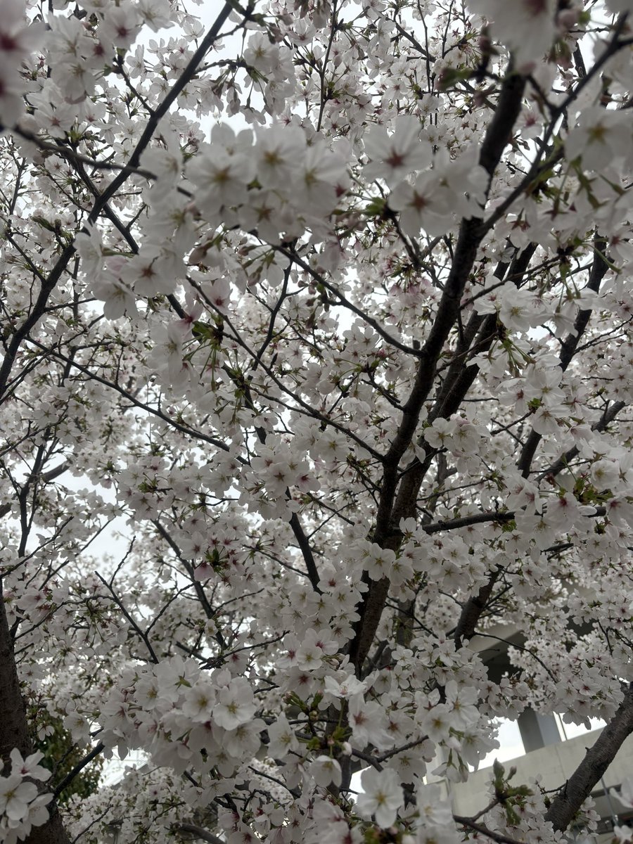 maco@プロカあり tweet media