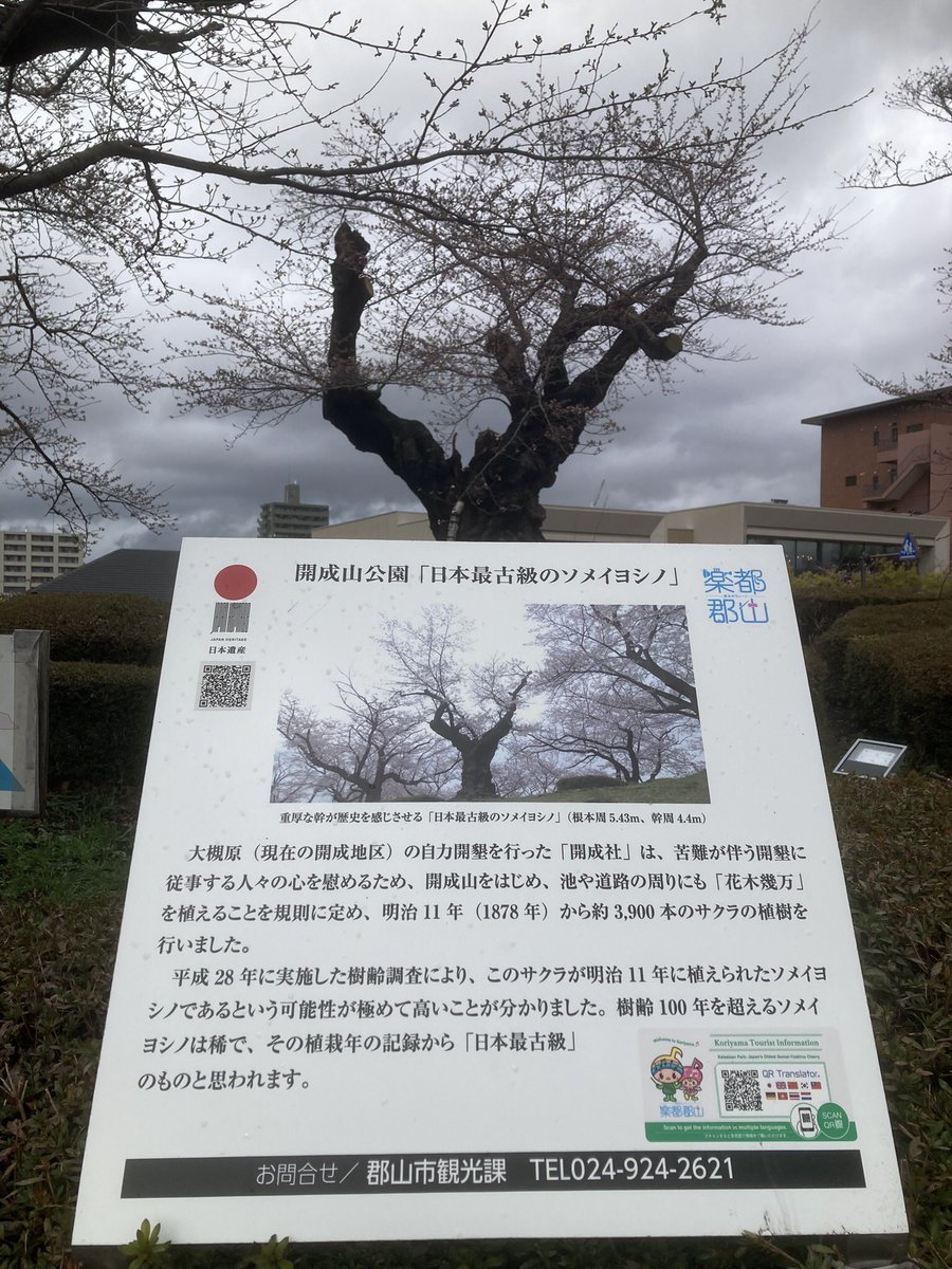 3030fukushima's tweet photo. ご存知ですか？

日本最古のソメイヨシノが

福島県郡山市開成山公園にある事を…

#桜 #ソメイヨシノ #最古 https://t.co/IuDdeeigV4