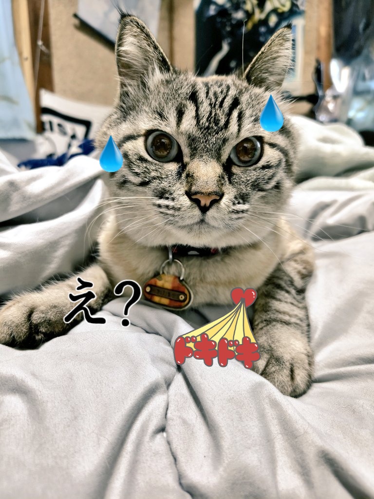 めかりんまる tweet media