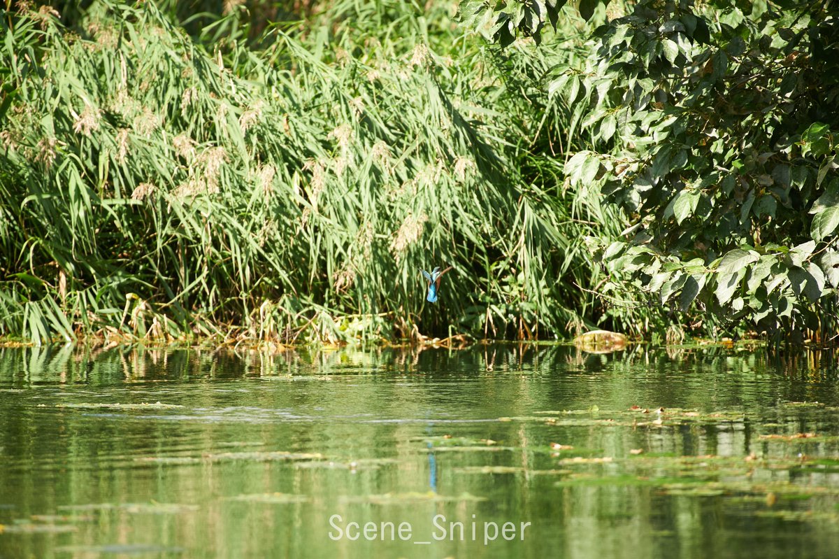 SceneSniper tweet media