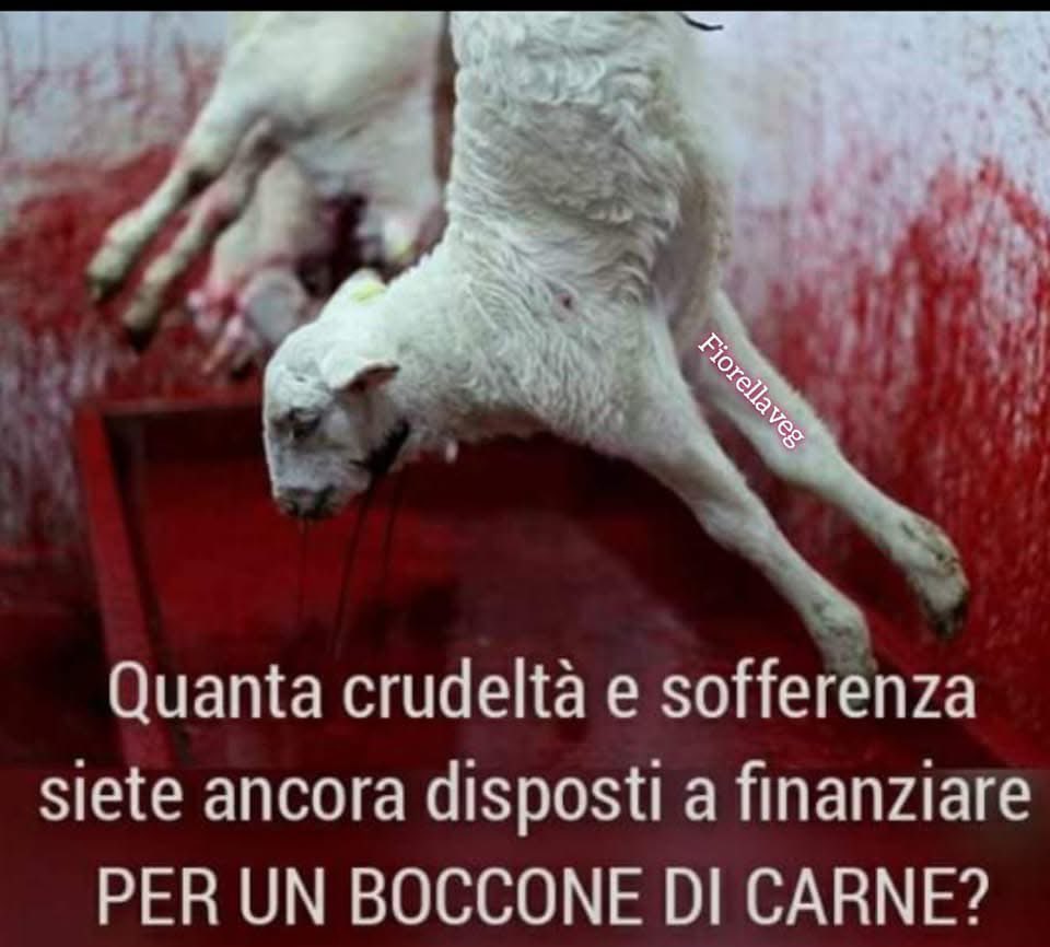 Fiorella Arcodia 🌿𝐠𝐨𝐯𝐞𝐠𝐚𝐧 🐑💚💙☮️ tweet media