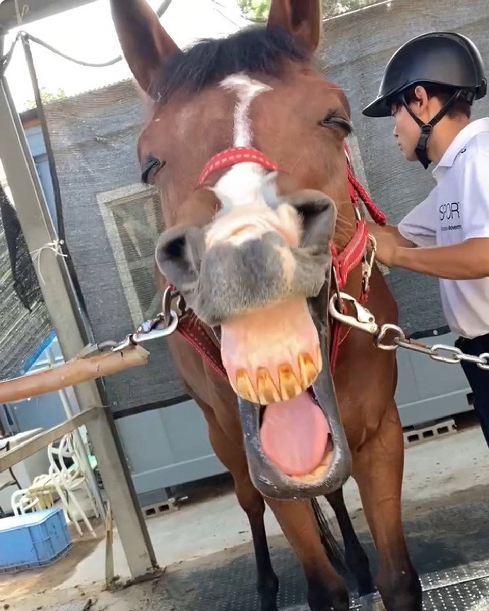 TCC_Japan_'s tweet photo. ˚*.꒰ 🐴🎉Happy Birthday🎉꒱.*˚

今日4月2日は、もう1頭
TCCホース・コーナスフロリダ
11歳のお誕生日です🎂

名馬モーリスを輩出した生産牧場の出身であるコナス🍆
現役引退後は、広島大学馬術部で学生の皆さんと心身ともに充実した日々を過ごしています🐎
愛嬌たっぷりで変顔が得意。いつもみんなを笑顔にするエンターテイナーです☺️
一方で、練習の時間になると真剣な表情に。

学生たちとともに日々のトレーニングに励み、
全国馬術大会にも出場するなど、
新しいステージで活躍しています🐎

これからも大切な仲間たちと、穏やかな時間を重ねていけますように🍀

. . :・゜。:・゜:・゜。:・゜。ㅤㅤ
. . :・゜。:・゜:・゜。*:・゜。*ㅤㅤ

コーナスフロリダの暮らしを
一緒に応援しませんか？
【🔍詳しくはこちら】
https://t.co/jaSo1K6IPQ

. . :・゜。:・゜:・゜。:・゜。ㅤㅤ
. . :・゜。:・゜:・゜。*:・゜。*ㅤ

#tcc引退競走馬ファンクラブ
#TCCホース
#コーナスフロリダ
#馬