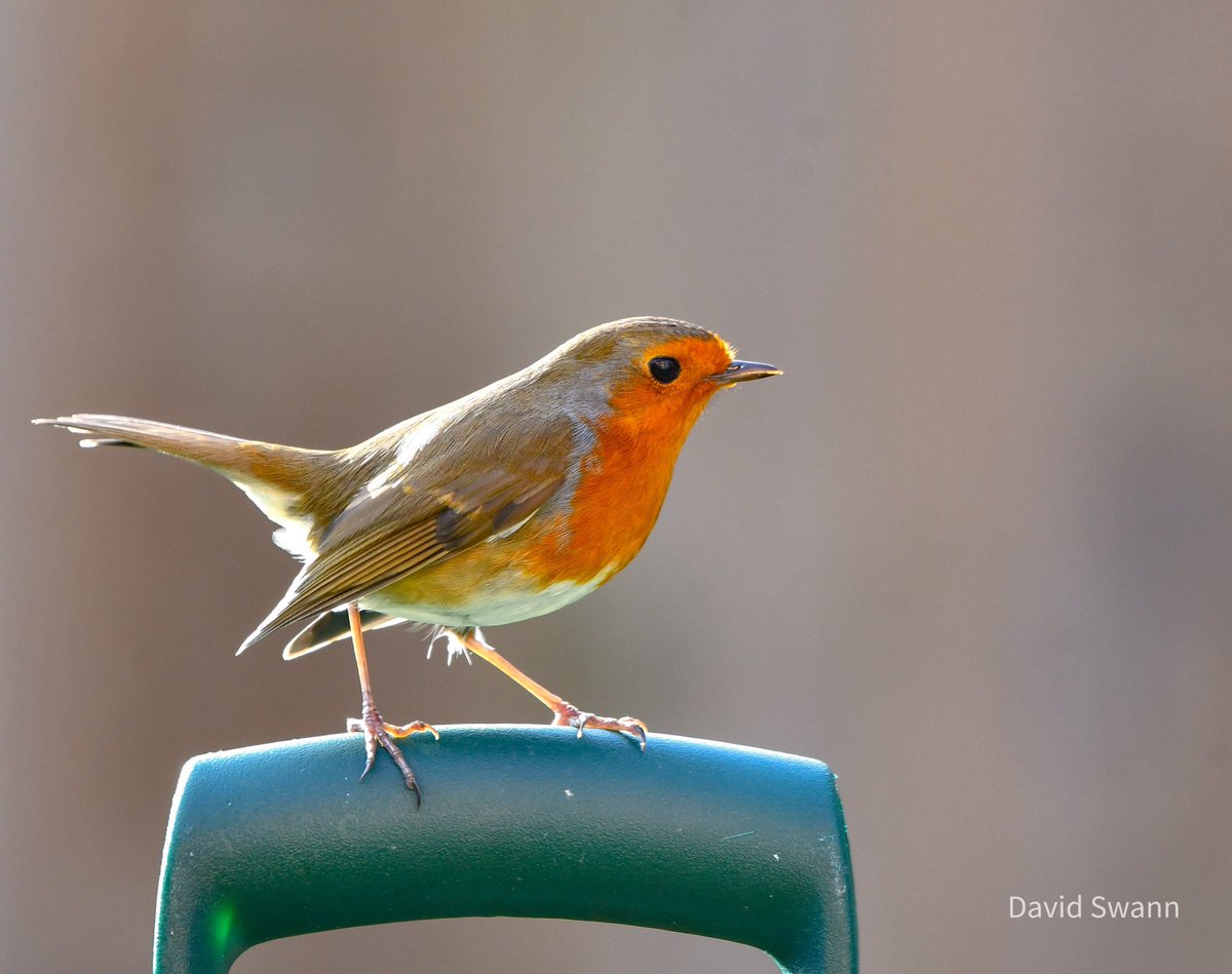 David Swann tweet media