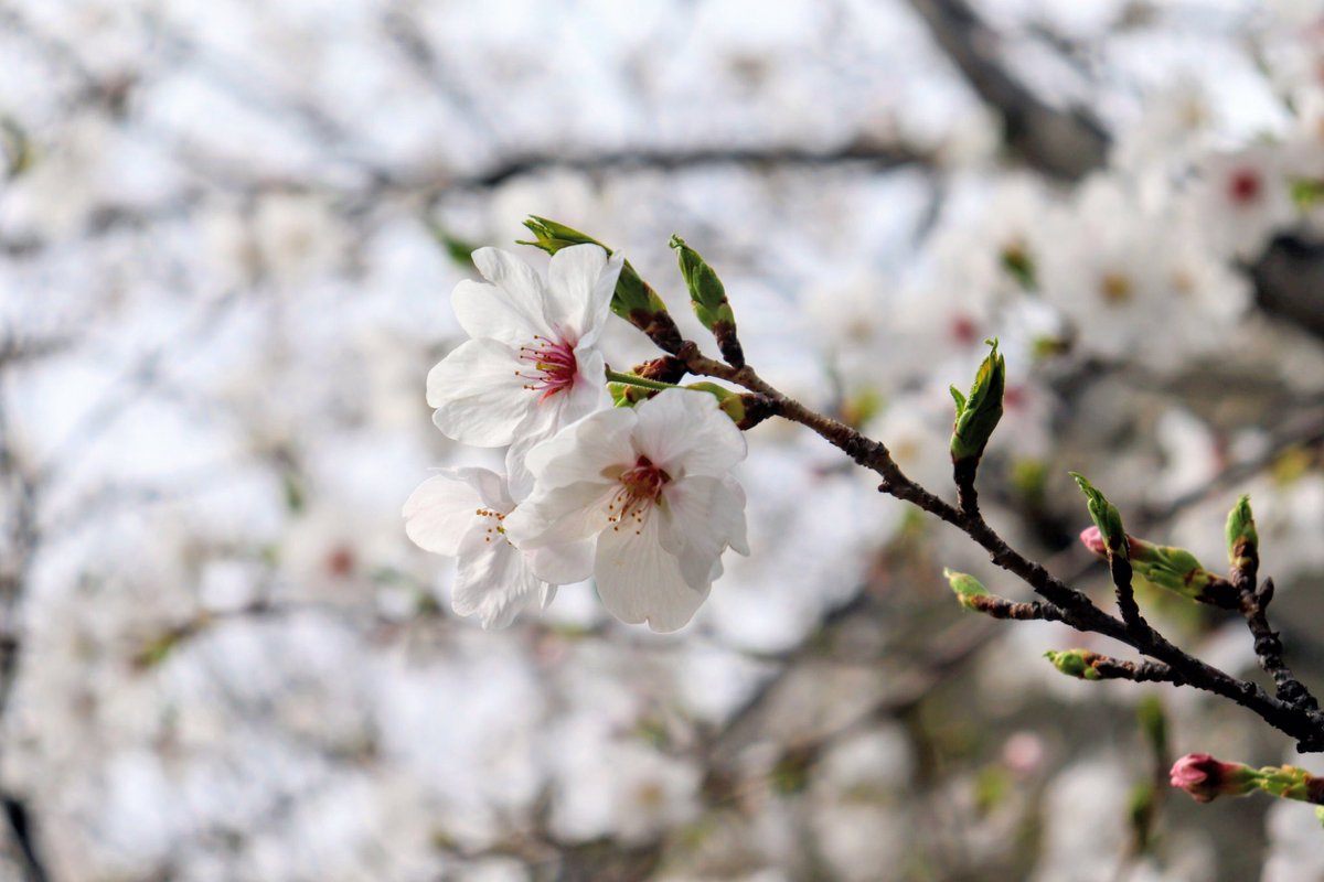 NCBF2020's tweet photo. 【🌸こども本の森 中之島、桜開花宣言🌸】

こども本の森 中之島の桜がきれいに咲き、
本といっしょに春も楽しめる季節になりました☺️✨ https://t.co/LY4wvr1HiG