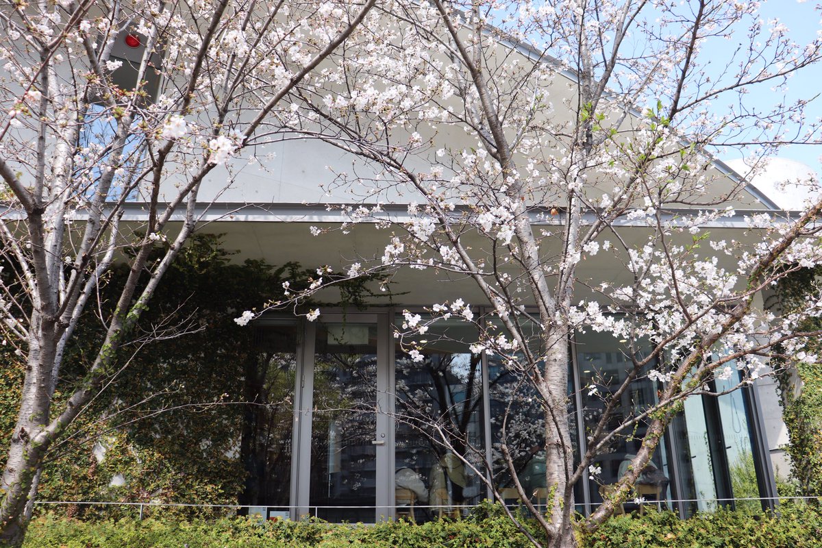 NCBF2020's tweet photo. 【🌸こども本の森 中之島、桜開花宣言🌸】

こども本の森 中之島の桜がきれいに咲き、
本といっしょに春も楽しめる季節になりました☺️✨ https://t.co/LY4wvr1HiG