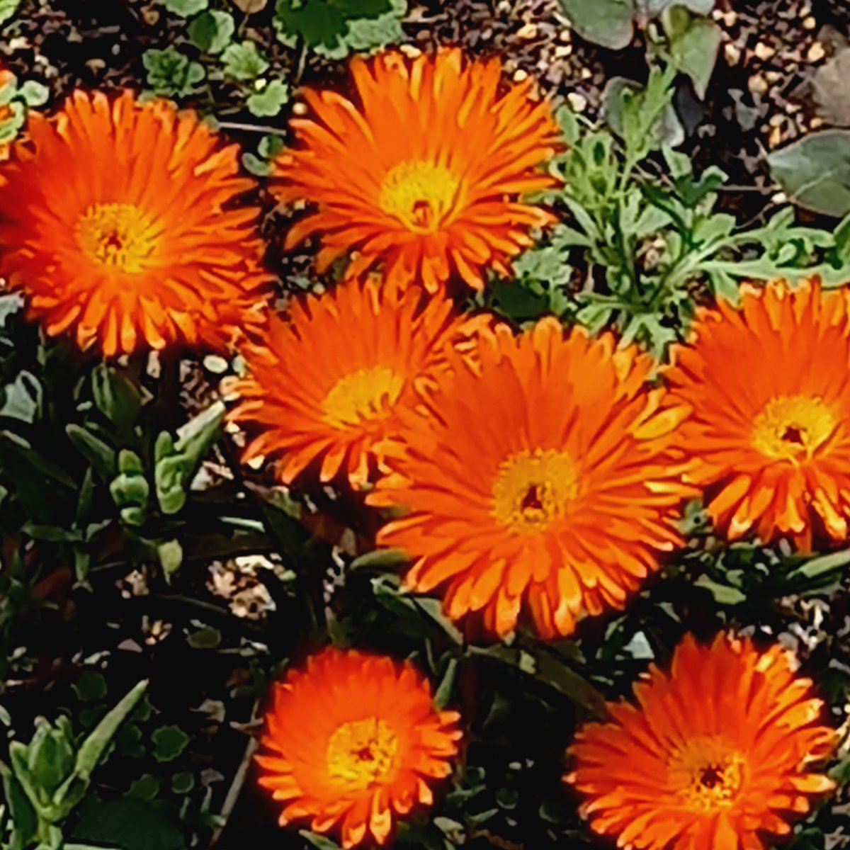 Sidu★(^_-)-☆ tweet media