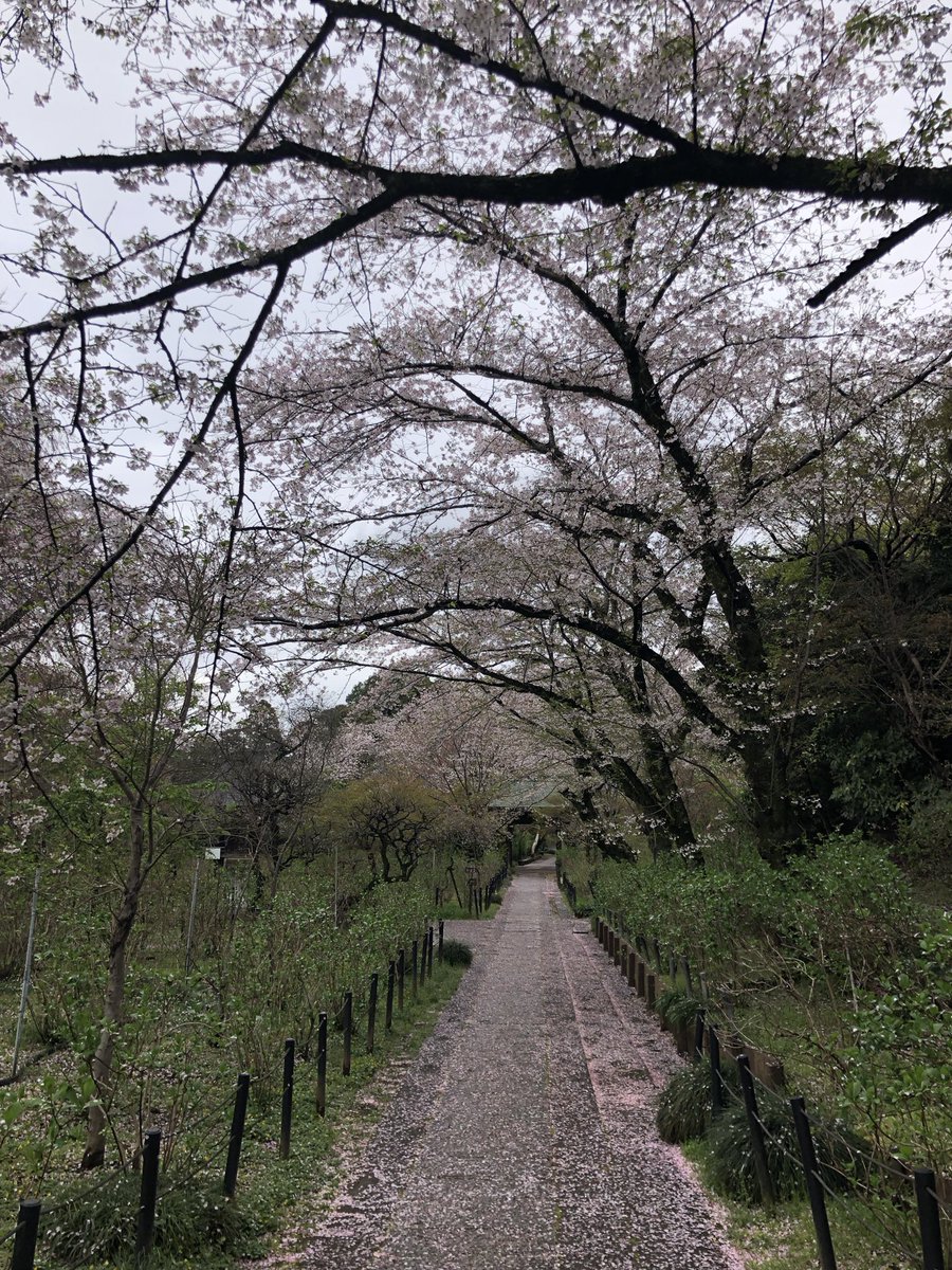 Alicein2024's tweet photo. 今日千葉県のあるお寺へ行きました。
静か好き、とても好き。
桜🌸も満開🌸
1時間ぐらい散歩しました。 https://t.co/1NuNhjjkXO