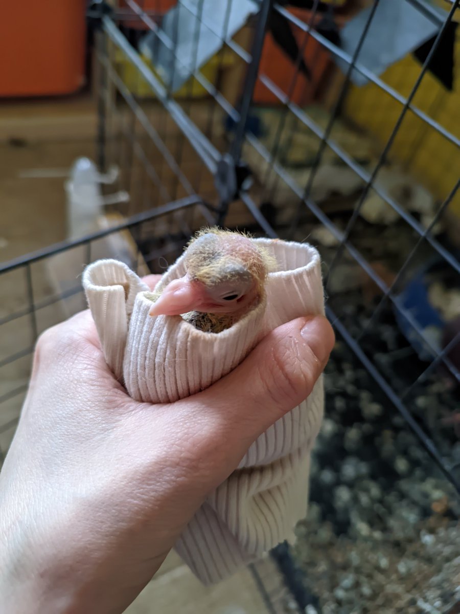 enflöra ☮️ #НетВойне #NoToWar #NãoÀGuerra tweet media