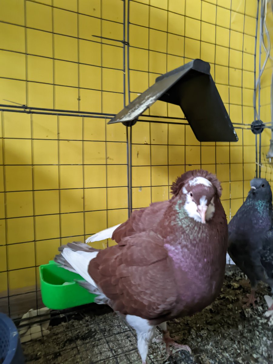 enflöra ☮️ #НетВойне #NoToWar #NãoÀGuerra tweet media