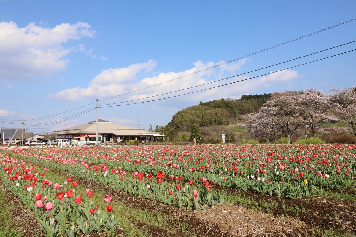 大分県 豊後大野市 tweet media