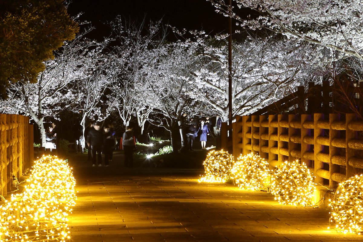 kobecityPR's tweet photo. 📅 Tuesday, March 31 ~ Thursday, April 9 
🌸Cherry blossom light-up: 6PM – 9PM  
📍 Sumaura Park, Suma Sanjo Amusement Park 
💸 Free admission (Ropeway and food costs apply) 

🔎 https://t.co/DWifvGQ7rQ 
🔎 https://t.co/HzqA47nDaE https://t.co/W1RGuoRtZE