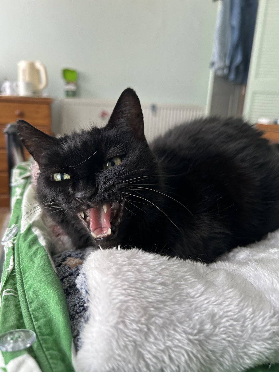 dexy697's tweet photo. Today is my 17th birthday.  Mama had to tell my friends not to buy dreamies for me as she says I must be the only cat in the universe who doesn't like them.  She says I'm a good girl https://t.co/j5TfqseEOL
