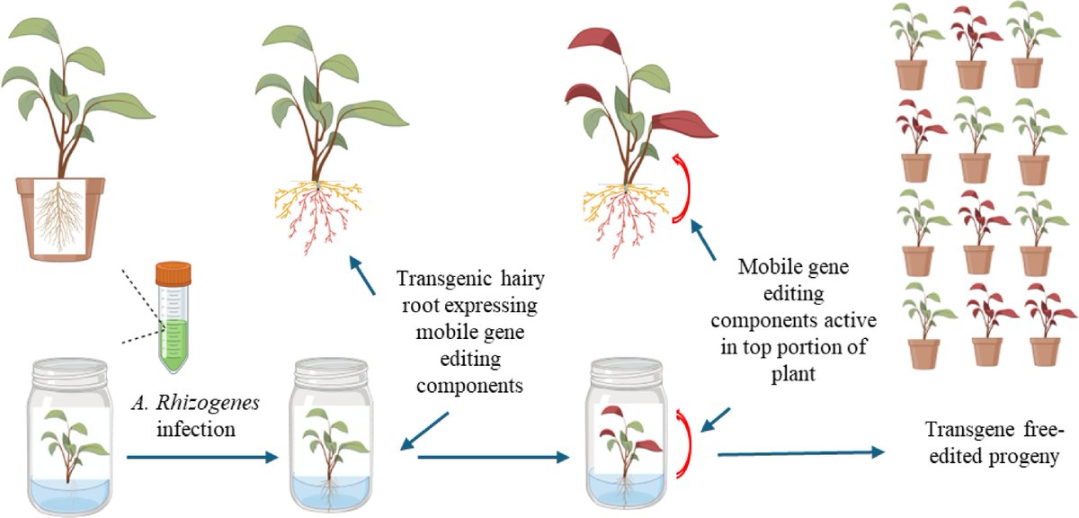 HortiPlant's tweet image. #OPR 
Harnessing A. rhizogenes &amp;amp; TLS for transgene-free gene editing in woody ornamentals. A breakthrough for faster, cleaner breeding. 
@MaximumAcademic @aBIOTECH5 #GeneEditing #WoodyPlants
Details: maxapress.com/article/doi/10…