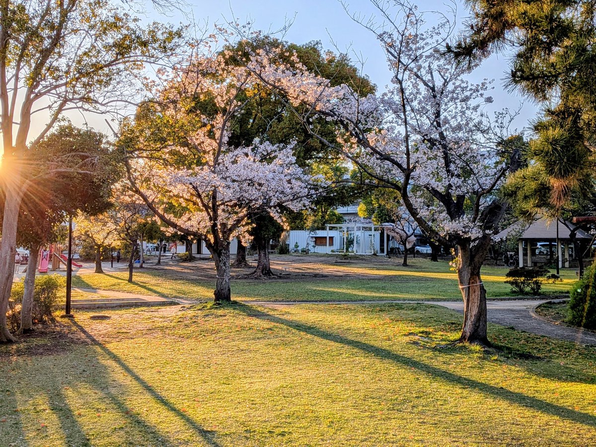 高屋ちひろ@ヴァイオリン製作 tweet media