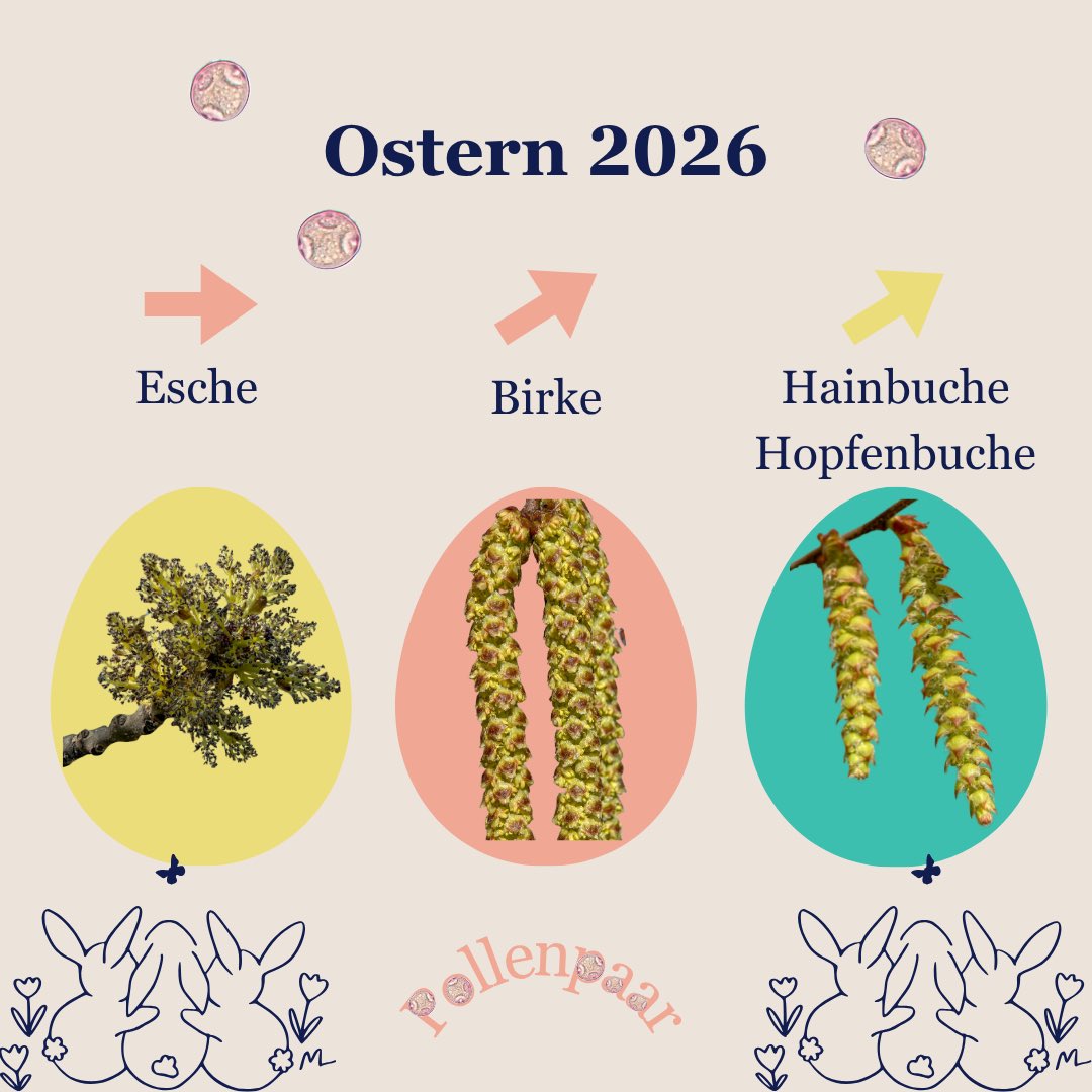 pollenpaar's tweet photo. Pollen Post #Ostern 2026
Die #Birke ist in Vollblüte, die Saisonspitze steht bevor. Hainbuche und Hopfenbuche (beide kreuzreaktiv zur Birke) blühen ebenso.
Die #Esche ist noch in Vollblüte.
Mehr beim #PollenserviceWien der MedUni Wien:
https://t.co/dFXSpKH0gu
Frohe Ostern! https://t.co/VXeA5xOzms