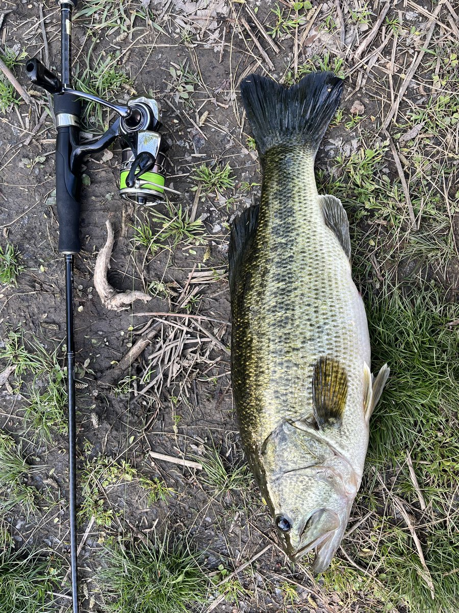 🎣ロキの釣り日記📖 tweet media