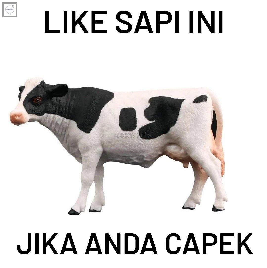 meong meong tweet media